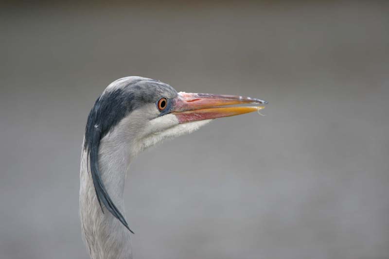Grey Heron (1st-winter) � 2005  F. S. Simpson